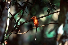 Brown-headed Paradise Kingfisher