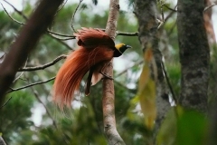 Raggiana Bird of Paradise